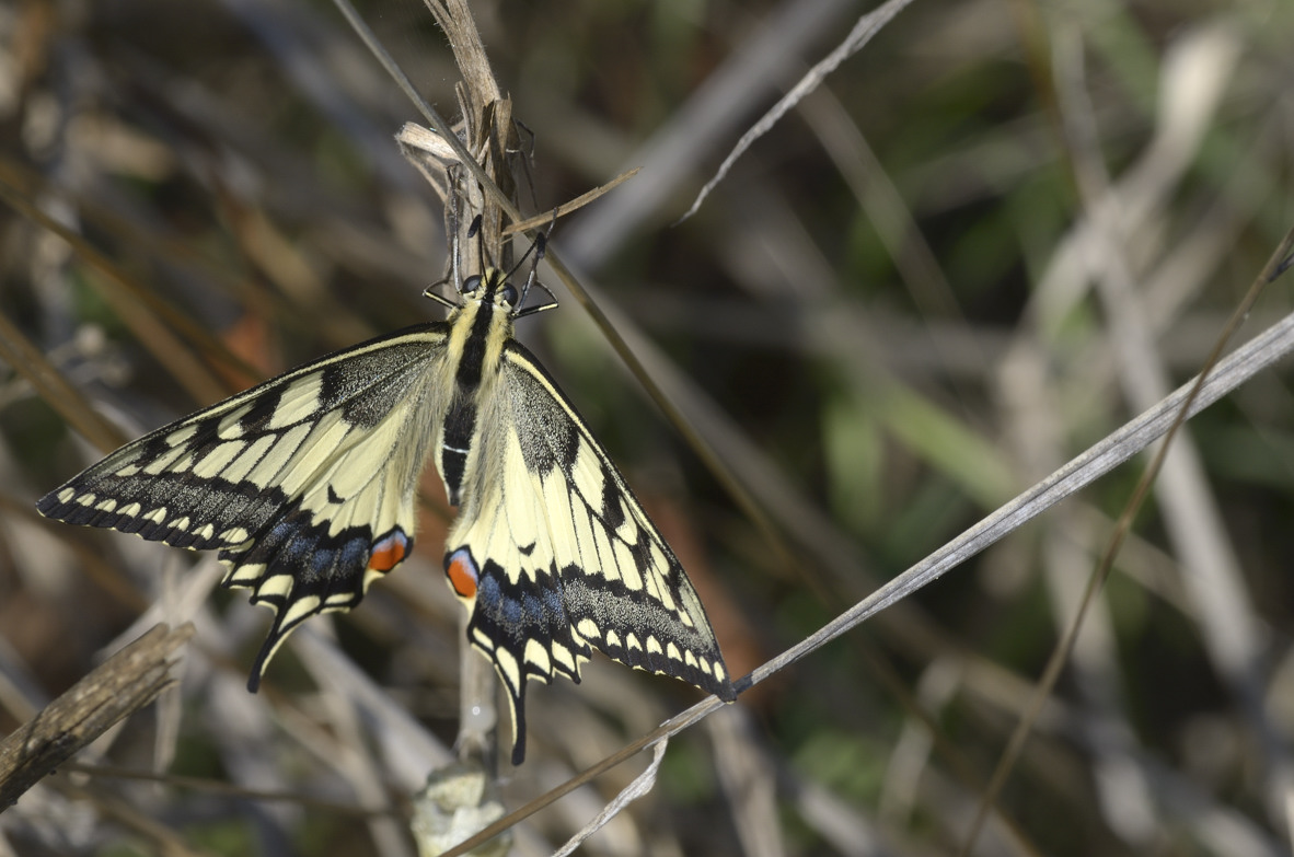 Papilio machaon